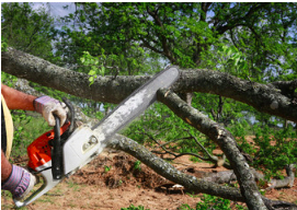 tree service